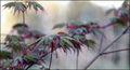 Acer japonicum