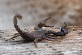 Euscorpius ita&hellip;