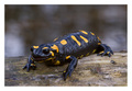 Salamandra sal&hellip;