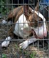 Pit bull terri&hellip;