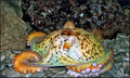 Octopus vulgar&hellip;