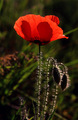 Mak (Papaver a&hellip;