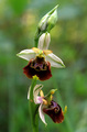 Ophrys holoser&hellip;