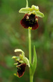 Ophrys holoser&hellip;