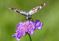 Melanargia gal&hellip;