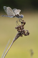 Orthetrum brun&hellip;