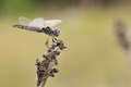 Orthetrum brun&hellip;