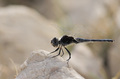Orthetrum brun&hellip;