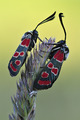 (Zygaena carni&hellip;