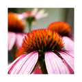 Ehinacea purpu&hellip;