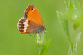 Coenonympha ar&hellip;
