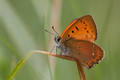 Lycaena virgau&hellip;