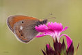 Coenonympha gl&hellip;
