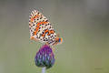 Melitaea didym&hellip;