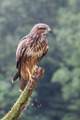 škanjac (Buteo&hellip;