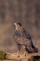 škanjac (buteo&hellip;