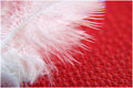 feather on red&hellip;