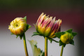 Dahlia Blooms &hellip;