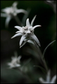 edelweiss, ede&hellip;