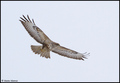 Škanjac-Buteo &hellip;