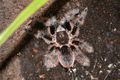 Brachypelma al&hellip;