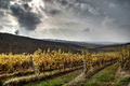 Jesen u vinogr&hellip;