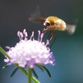 Bombylius majo&hellip;