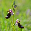 Ophrys bertolo&hellip;