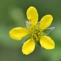 Blaženak, Geum&hellip;