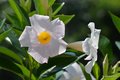 Mandevilla (Di&hellip;