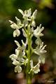 Orchis provinc&hellip;