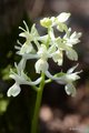 Orchis provinc&hellip;