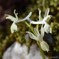 Orchis provinc&hellip;