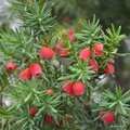 Tisa, Taxus ba&hellip;