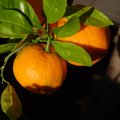 Mandarina, Cit&hellip;