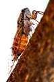 Cvrčak, Cicada&hellip;