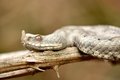 Poskok, Vipera&hellip;
