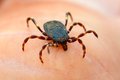 Krpelj, Ixodes&hellip;