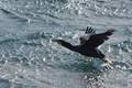 Phalacrocorax &hellip;