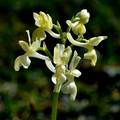 Orchis provinc&hellip;
