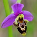 Ophrys zinsmei&hellip;