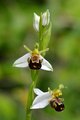 Ophrys apifera&hellip;