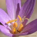 Colchicum autu&hellip;