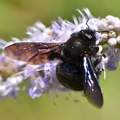 Crna pčela drv&hellip;