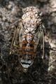 Cvrčak, Cicada&hellip;