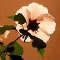 Hibiskus,  Hib&hellip;