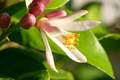 Limun, Citrus &hellip;
