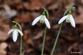 Galanthus niva&hellip;