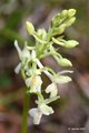 Orchis provinc&hellip;