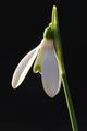Galanthus niva&hellip;